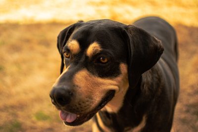 Transylvanian Hound: Strong and Muscular 2 Closeup of a Transylvanian Hound in a field with a blurry background