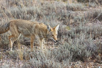 Coyote