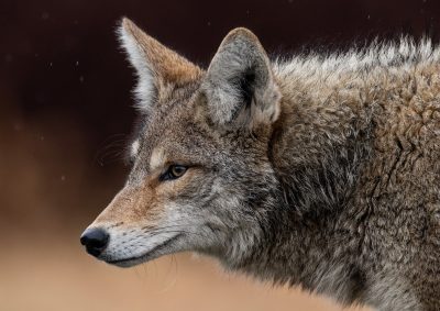 Coyote in Canada