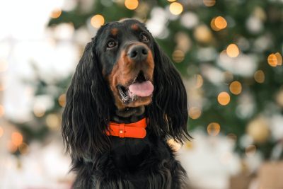 Gordon setter in Christmas time