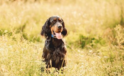 Scottish setter sitting in summer grass