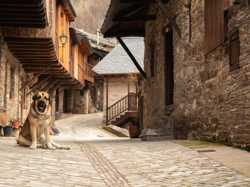 spanish mastiff