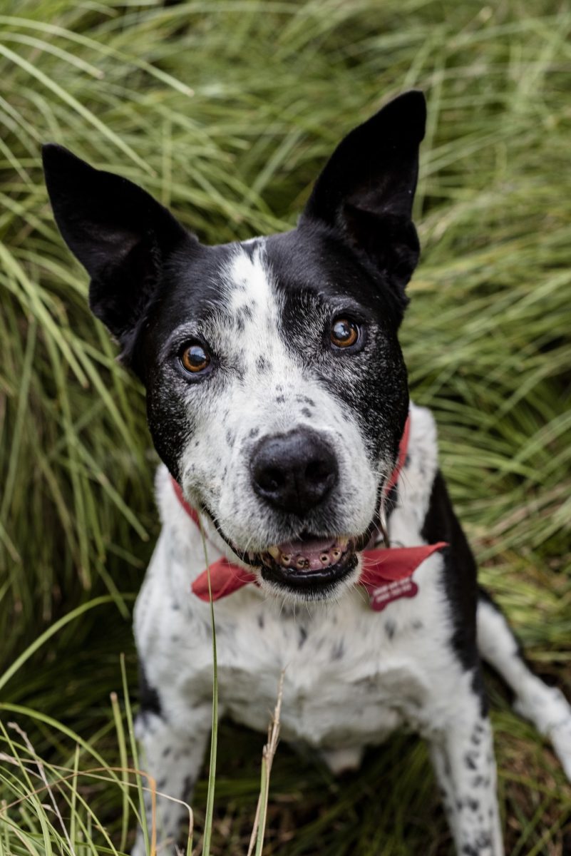 Vertical shot of a cute teddy roosevelt terrier dog sitting on the grass