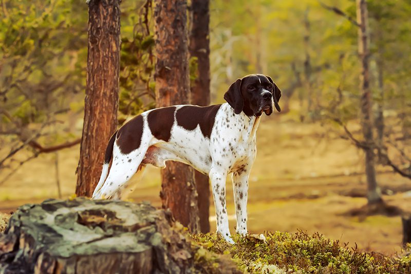 Blog 9 English Pointer