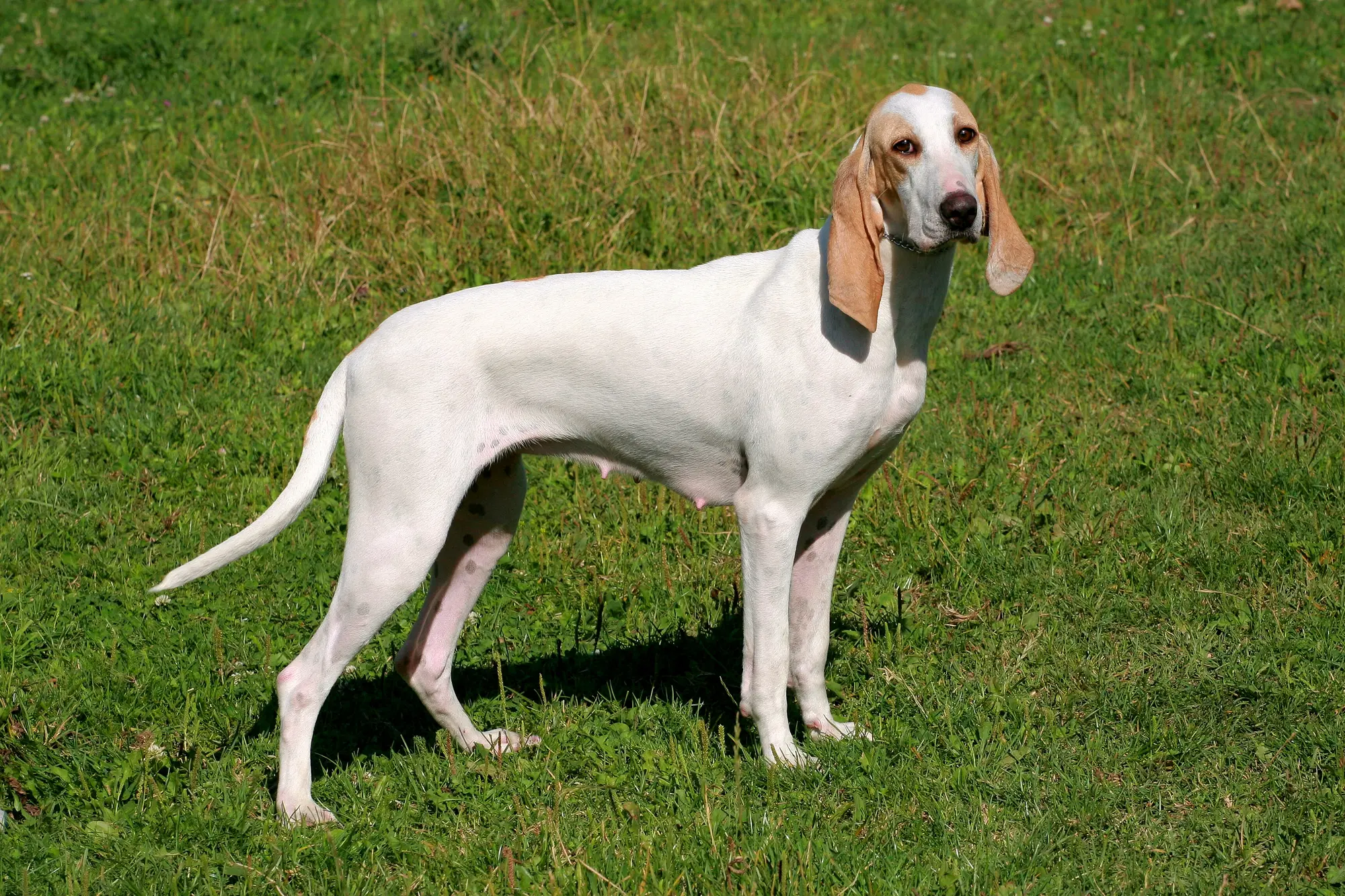 Porcelaine dog