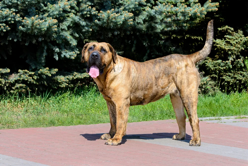 Perro de Presa Canario: Large and Powerful