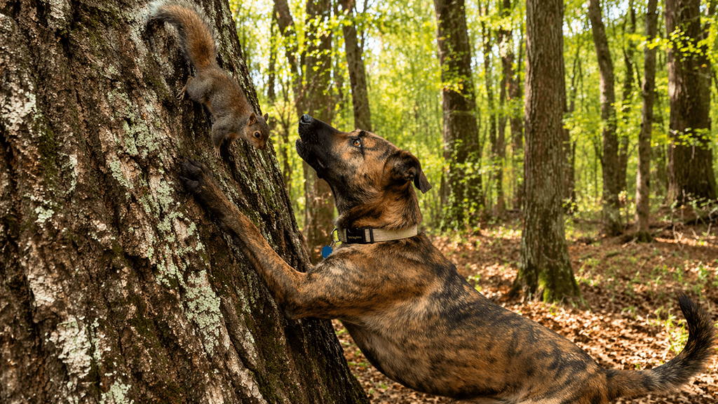 Mountain Cur Treeing