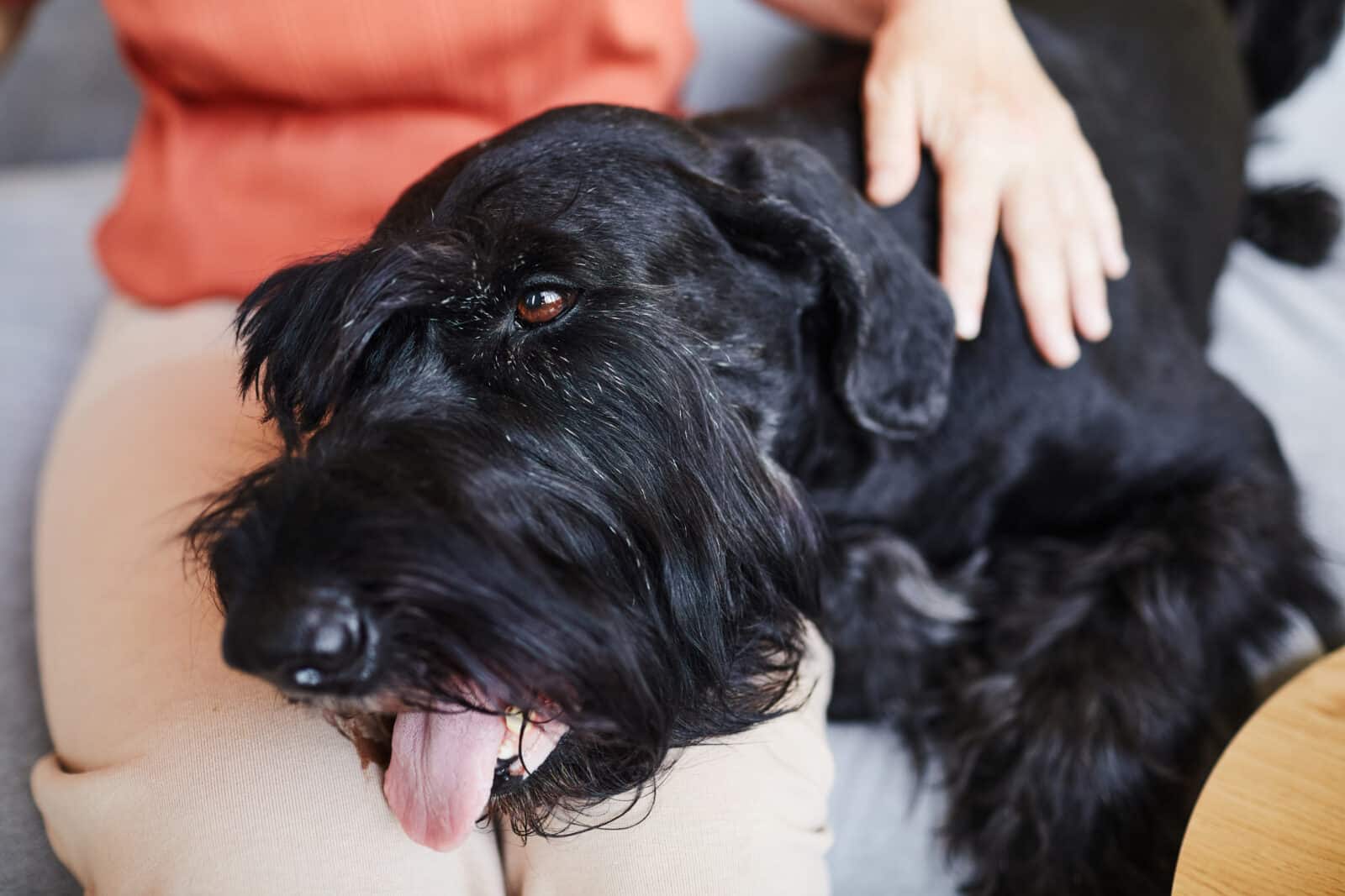 affectionate person pets a giant schnauzer indoors 2026 03 24 07 34 07 utc