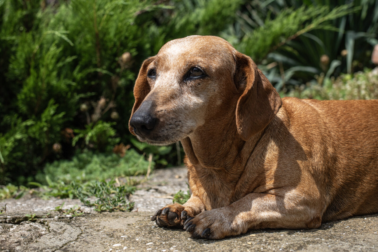 beautiful dachshund dog resting outdoors in summer 2026 03 09 03 24 10 utc