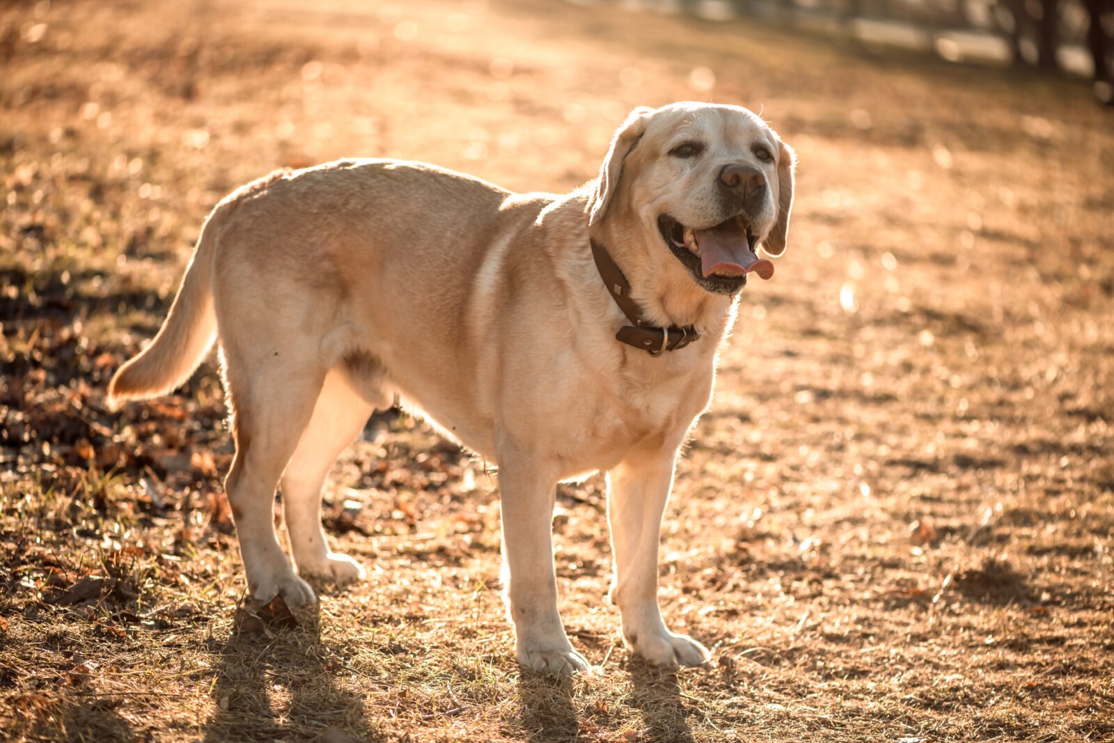 Labrador Retriever: #1 Most Popular Family Dog 1 beautiful thoroughbred fawn labrador on a walk 2026 03 19 04 11 25 utc