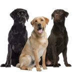 three labrador dogs posing in a studio 2026 03 09 07 56 38 utc