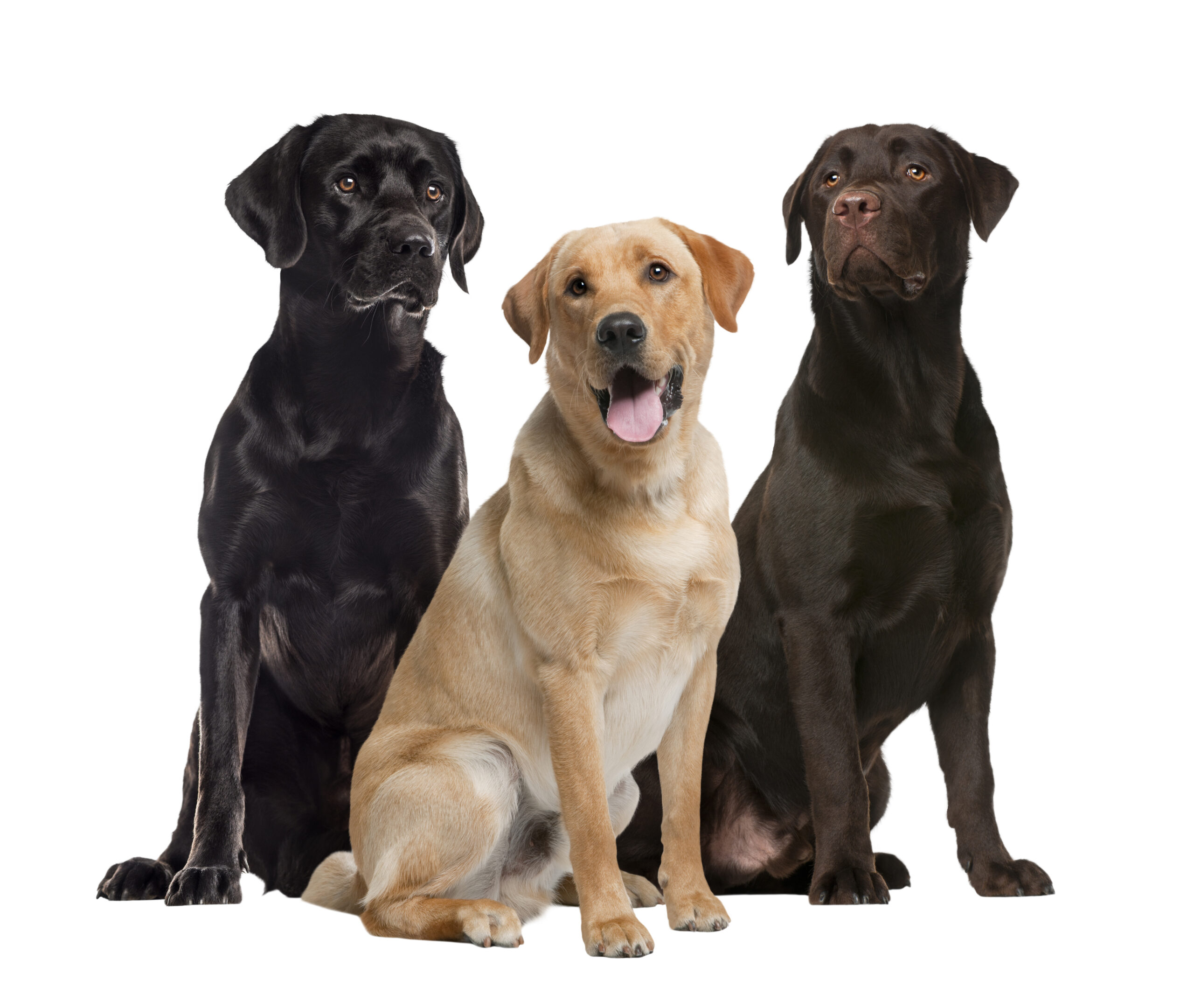 Labrador Retriever: #1 Most Popular Family Dog 22 three labrador dogs posing in a studio 2026 03 09 07 56 38 utc scaled