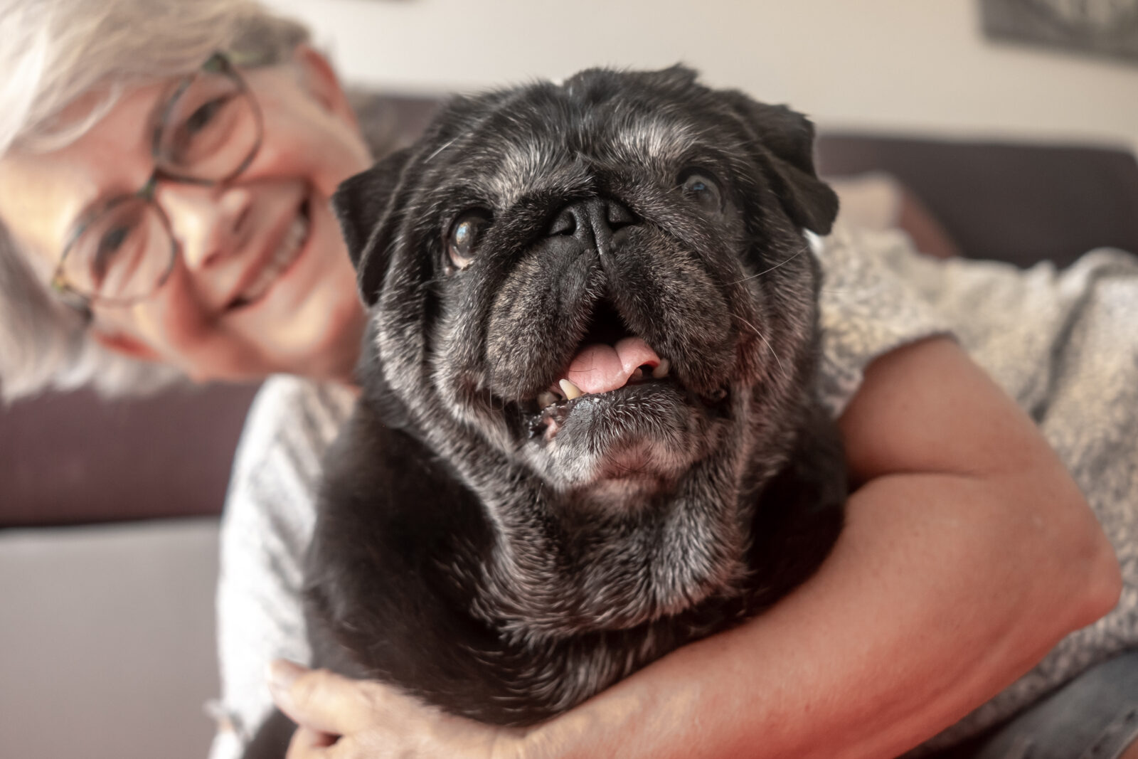 woman cuddling a pug in the home 2026 03 11 00 53 06 utc