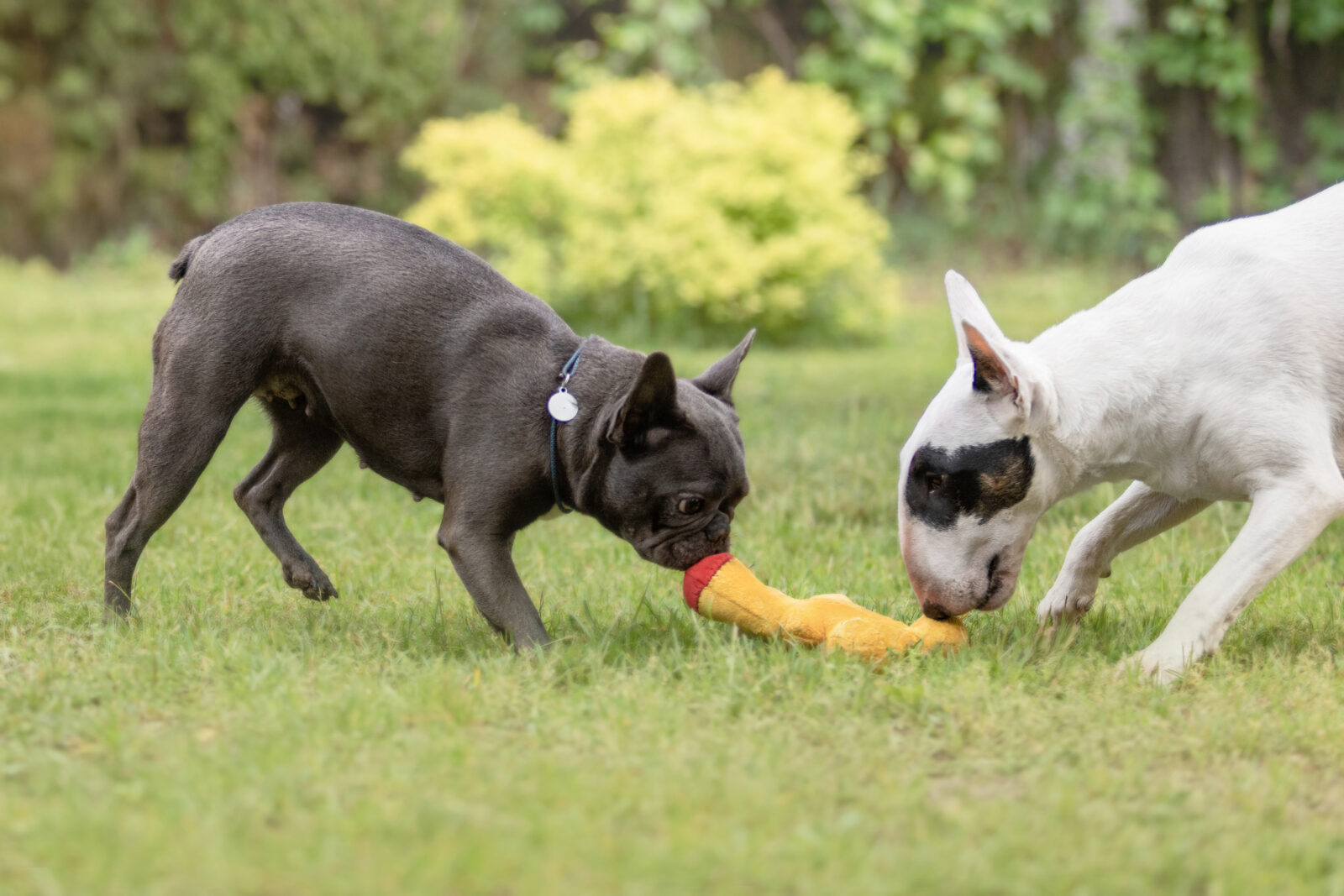 The Playful Miniature Bull Terrier 2 French Bulldog and Miniature Bull Terrier dogs playing together on grassFrench Bulldog and Bull Terrier dogs playing together on grass