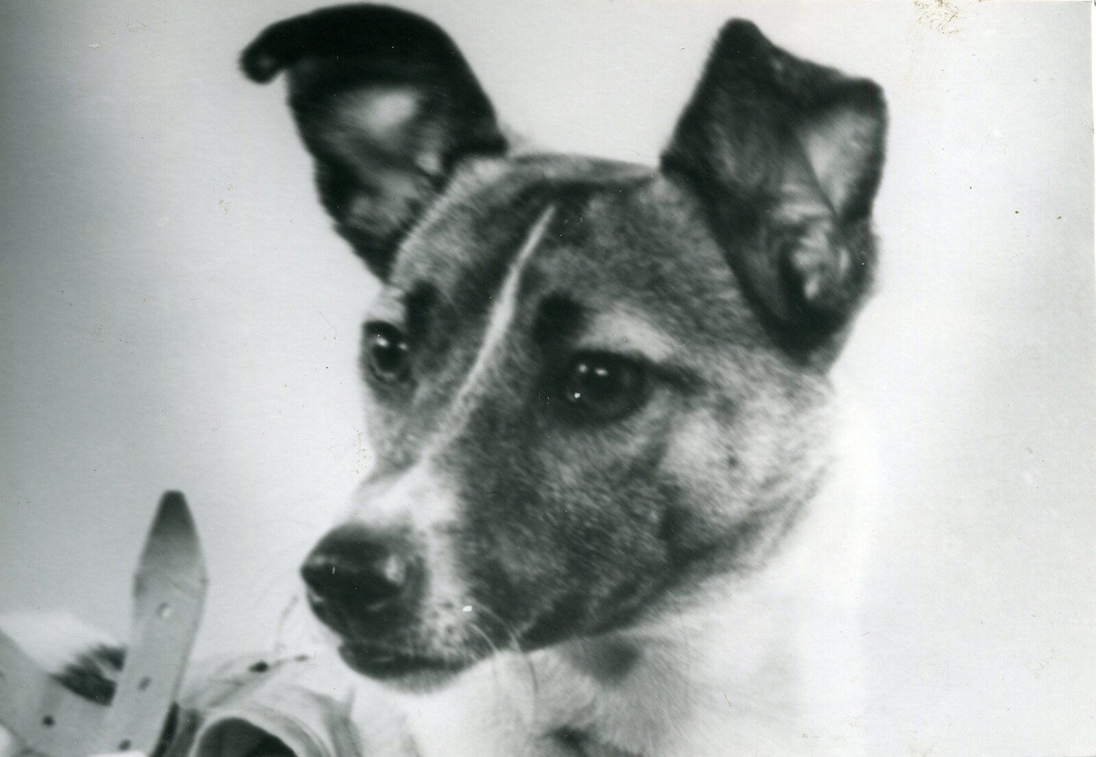 Famous Dogs Who Made History (and Sometimes Chaos) 3 Laika