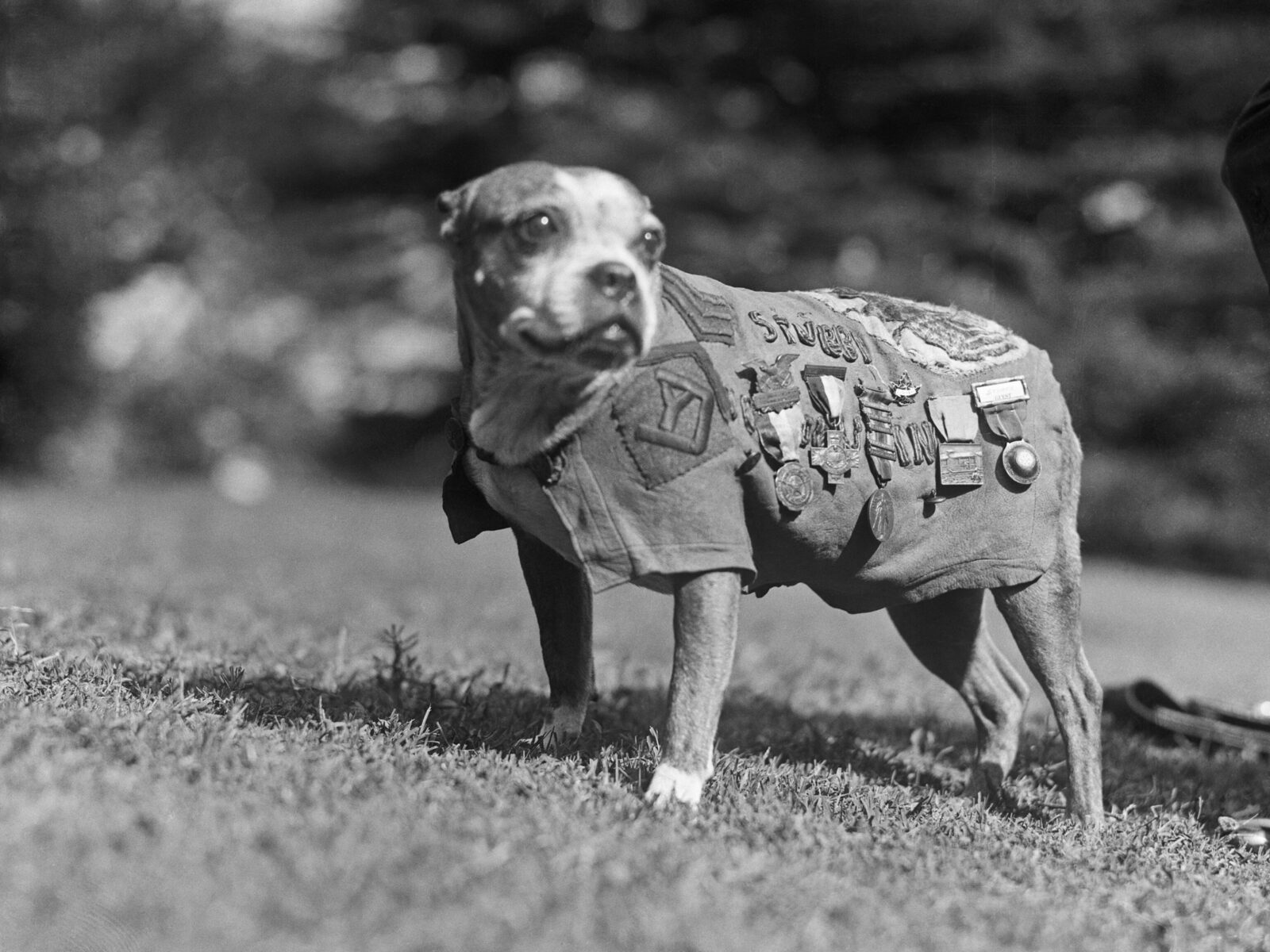 Famous Dogs Who Made History (and Sometimes Chaos) 6 Sergeant Stubby